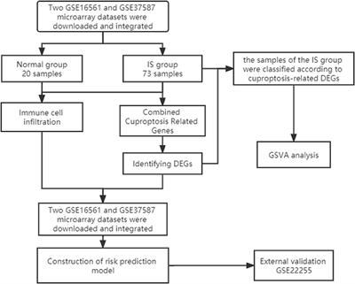 Comprehensive analysis of cuproptosis-related genes in immune infiltration in ischemic stroke